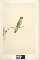 Pagina 51. Natuurlijke grootte Kleine Lorikeet Glossopsitta pusilla