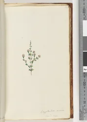 Cryptandra amara. Kleine blad Cryptandra