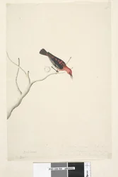 Pagina 54. Drepanis. onder titel in andere hand September. Natuurlijke grootte rechtsonder in derde hand Deze vogels worden verondersteld trekvogels te zijn en verschijnen in zwermen, het rood toont niet de schoonheid van de vogel. Scharlaken Honingeter My