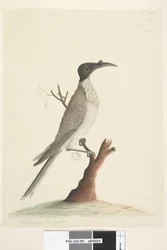 Pagina 55. Wer,gan of de Friar. linksonder in een andere hand Meliphaga Phrygia. midden onder in een derde hand Natuurlijke grootte Luidruchtige Friarbird Philemon corniculatus, 1791-92