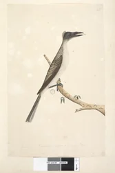 Januari Noisy Friarbird