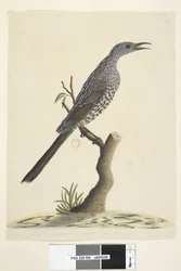 Pagina 59. Natuurlijke grootte, de veren van de kop, nek en borst zijn puntig Borstelwattle, Vogel Anthochaera chrysoptera, 1791-92