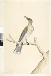 Pagina 5. Oriolus mimetis. Natuurlijke grootte. Juli, iris twijfelachtig Olijf, Rug Oriole Oriolus sagittatus