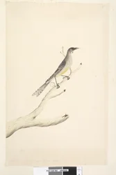 Pagina 60. Juni. Verminderd door schaal tot de helft van de ware grootte Rode Wattle, Vogel Anthochaera carunculata, 1791-92