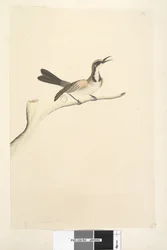 Pagina 63. Mei. Natuurlijke grootte Tawny Crowned Honingeter Phylidonyris melanops, 1791-92