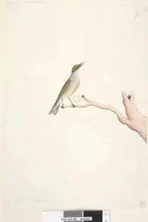 Pagina 66. Augustus. Natuurlijke grootte Grey, Backed Silvereye Zosterops lateralis