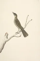 Augustus Lewin Honeyeater