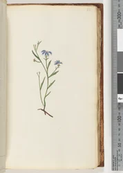 Pagina 68. Onbekende plant