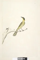 Pagina 69. Natuurlijke grootte. Iris twijfelachtig Gele, Getufte Honeyeater Lichenostomus melanops