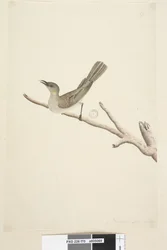 Pagina 70. Natuurlijke grootte. Augustus Fuscous Honingeter Lichenostomus fuscus, 1791-92