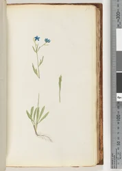 Ongeïdentificeerde plant