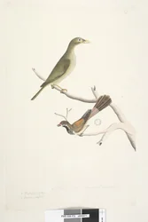 Bell Miner en Rhipidura rufifrons
