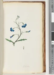 Lobelia