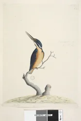IJsvogel