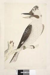 Pagina 75. Dacelo. langs onderrand in andere hand Natuurlijke grootte. De buitenste en middelste teen zijn verbonden tot het tweede gewricht, de middelste en binnenste tot het eerste. Lachende Hans Dacelo gigas, 1791-92