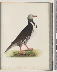 Pagina 76. Onbekende vogel
