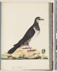 Ongeïdentificeerde vogel