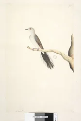 Diamond Dove