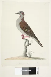 Brush Bronzewing Pigeon