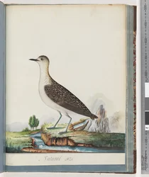Vrouwelijke Goudplevier
