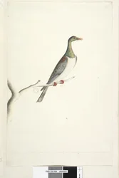 Norfolk Island Pigeon