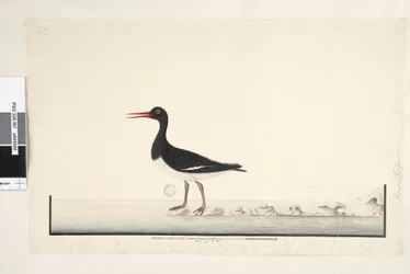 Pagina 87. Hematopus. rechtsonder in andere hand September. langs de onderrand in derde hand Het mannetje & vrouwtje worden altijd samen gezien op de rotsen & lage punten maar hebben de haven volledig verlaten door vaak te worden gestoord, de iris is zeer 