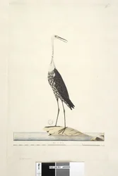 Pagina 91. Ciconia. boven titel in andere hand December, iris twijfelachtig Witte, Gevlekte Reiger Ardea pacifica Notophoyx pacifica, 1791-92