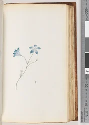 Pagina 91. Onbekende plant