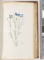 Pagina 92. Onbekende plant