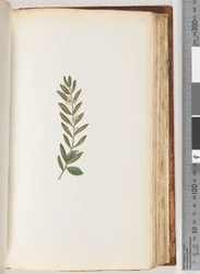 Ongeïdentificeerde plant