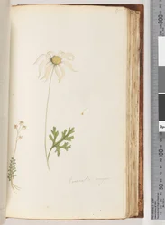 Pagina 95. Eriocalia major