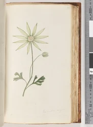 Pagina 96. Eriocalia major. Dit geloof ik is de ware kleur