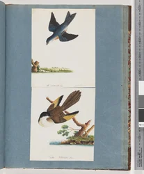 Pagina 97. Onbekende vogels