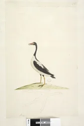 Deze vogel is ongeveer zo groot als een gans. Hieronder is een omtrek van de voet getekend op ware grootte Pied Goose Anseranas semipalmata, 1791-92