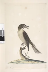 Pagina 9. Vanga. linksboven in andere hand Juli, natuurlijke grootte Grijze Slachter, Vogel Cractius torquatus vrouw, 1791-92
