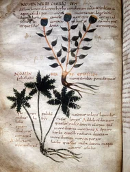 Pagina van het manuscript van Apuleius (Lucius Apuleius) (ca. 125-ca. 180), 