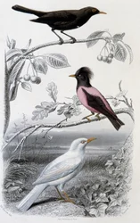 Platen van natuurlijke historie: Merel, witte merel en roze merel - in 