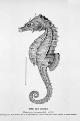 Voorstelling van een zeepaardje (Hippocampus heptagonis). Natuurhistorische plaat van de 19e eeuw.