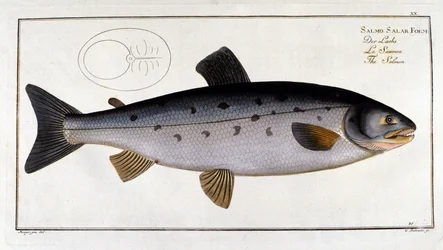 Zalm (Salmo salar) door Marc Elieser Bloch Ichtyologie Parijs - Berlijn - Londen 1787.