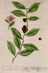 Sinensis theeplant - botanische plaat