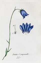 Kleine klokjesbloem