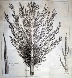 Suikerriet met blad en stok - In 