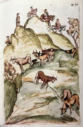 De bewakers van koeien omsingelen een groep koeien in de bergen om ze te vangen, uit het boek "Trujillo del Peru" of "Códice Martínez Compañón", door Baltazar Martinez Compañón y Bujanda, bisschop van Trujillo (1782-1785)