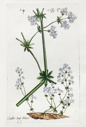Witte Kwartel of Zacht Bedstro