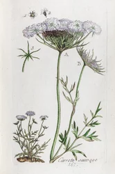 Wilde wortel