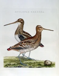 Houtsnippen en ei (scolopax gallina) - gravure