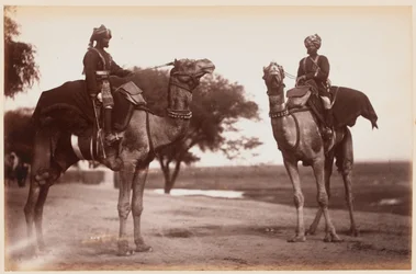 Kameel Sowars bij het Delhi oefenkamp