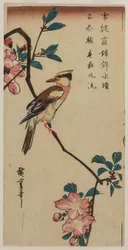 Zwartnek Oriole (Koreaanse Zanger) op een Hall Crabapple