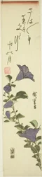 Chinese klokbloemen