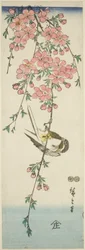 Koolmees en Kersenbloesems